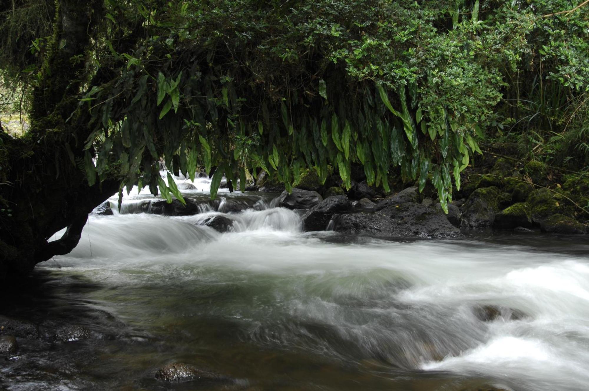 Termas De Papallacta Exterior photo A river in the rain forest
